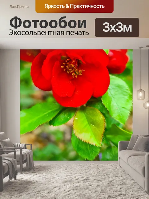 Фотообои Цветущая айва