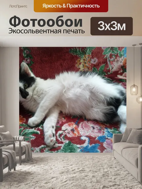 Фотообои Пушистый кот живота