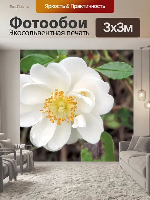 Фотообои Кустовая роза