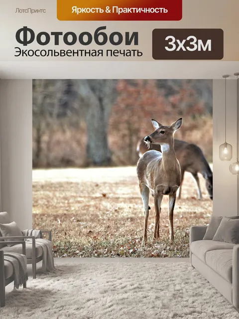 Фотообои Два фона оленя Белого хвоста
