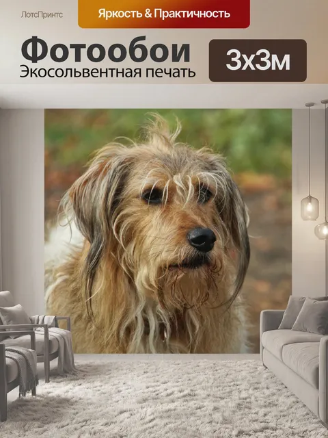 Фотообои Собака терьер домашнее животное милый