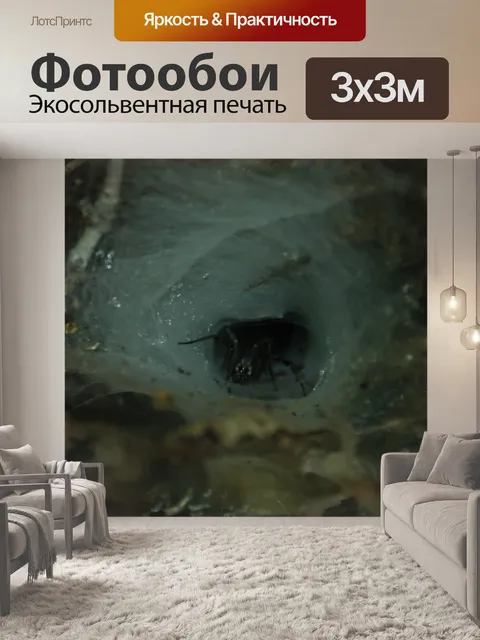 Фотообои паука отверстие