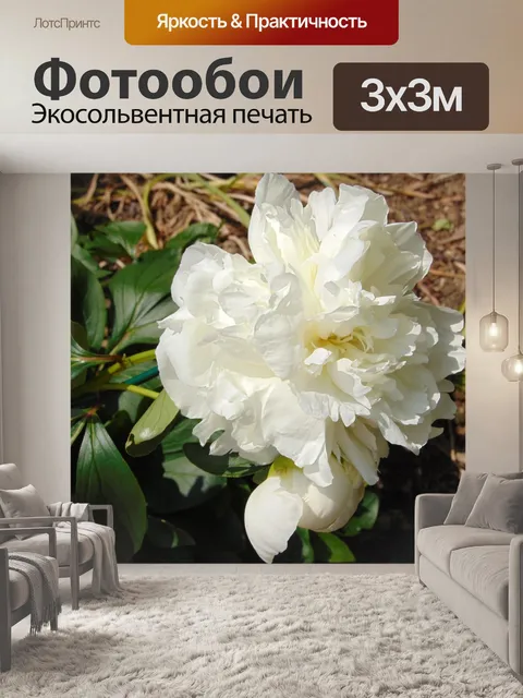 Фотообои Белый пион