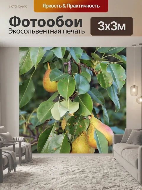 Фотообои Груши растут на дереве