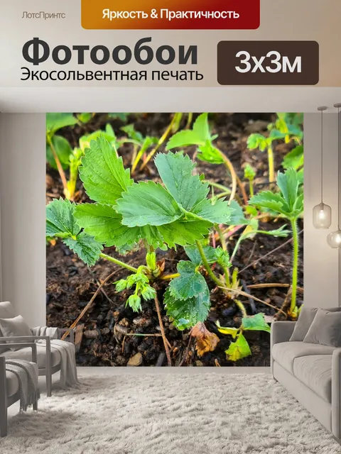 Фотообои Клубника