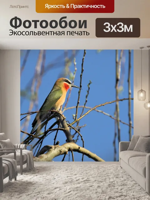 Фотообои Белый белолобый щурка