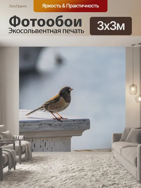 Фотообои Темноглазый юнко