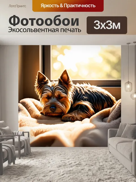 Фотообои спящий керн терьер на мягком пледе у окна, сквозь которое пробиваются лучи утреннего солнца