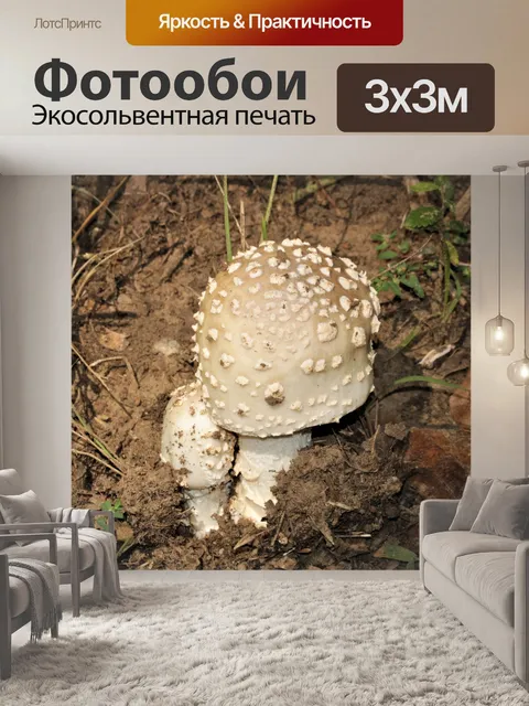 Фотообои Два белых гриба на лесной подстилке