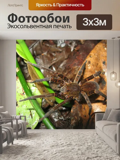 Фотообои Паук