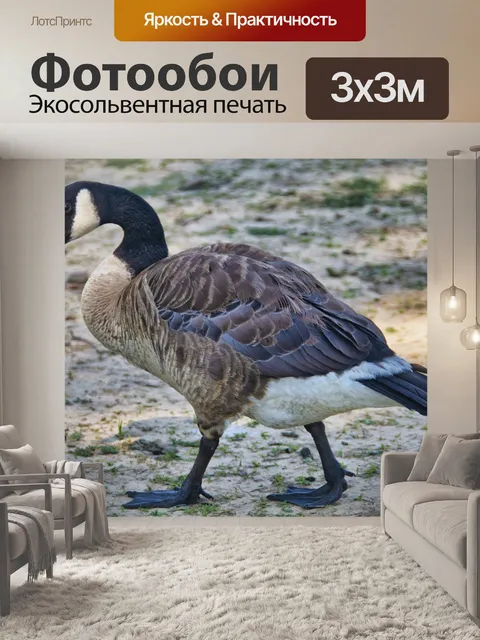 Фотообои Гуси