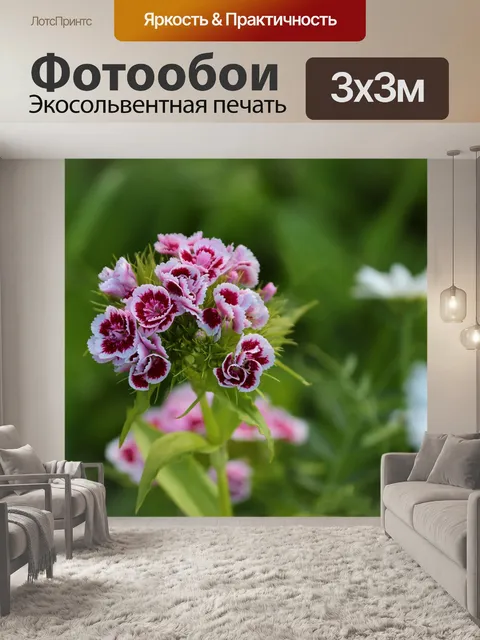 Фотообои Гвоздика