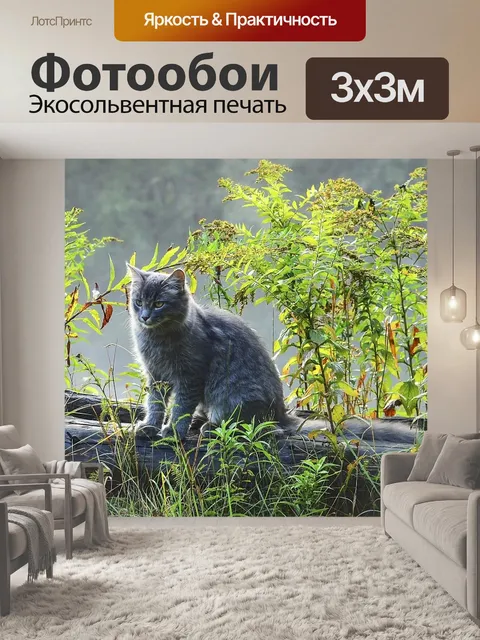 Фотообои Серый кот