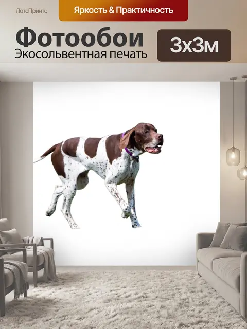Фотообои Собака, изолированных на белый