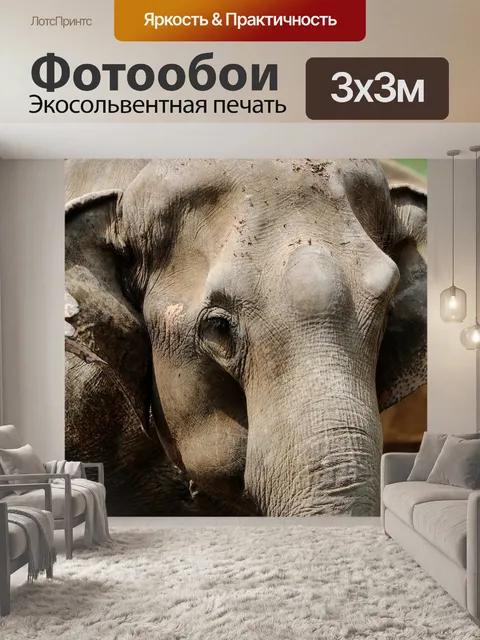 Фотообои Слон