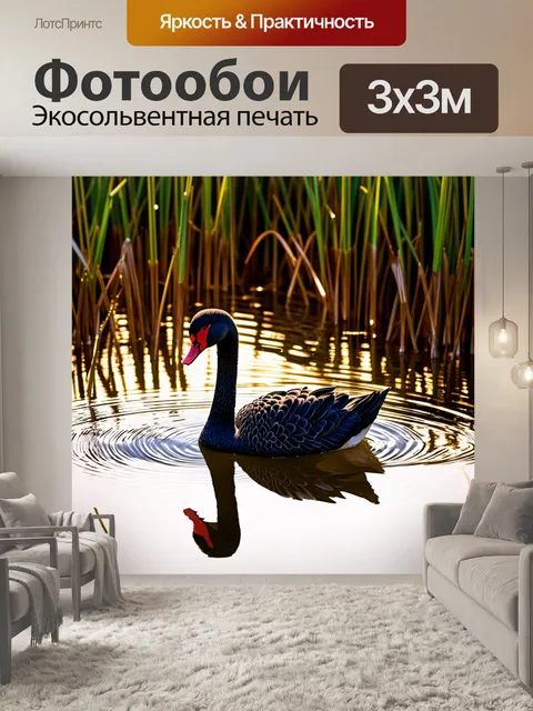 Фотообои изображение черного лебедя, плывущего в освещенном луже в зарослях тростника на фоне скрытых солнечных лучей