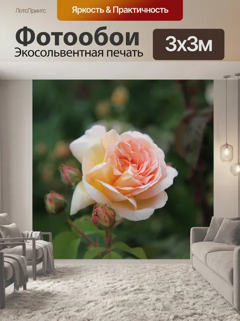 Фотообои Роза