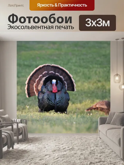 Фотообои Том Турция и Куры в зеленом поле