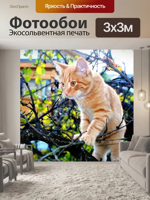 Фотообои Кот