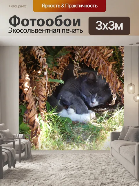 Фотообои Спящий кот