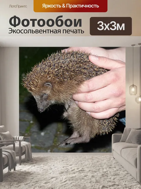 Фотообои Ежик
