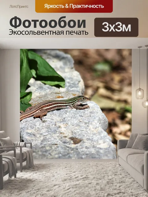 Фотообои Уип-Хэд-Ящерица на скале