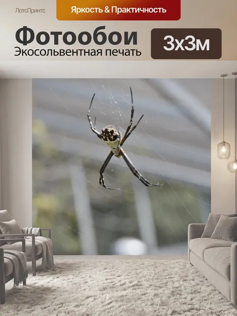 Фотообои Белый и черный паук