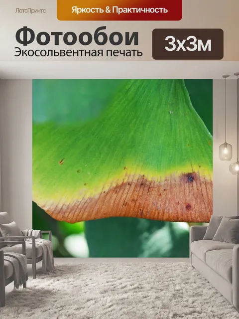 Фотообои подрумянивание края листа гинкго билоба