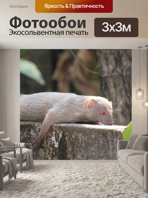 Фотообои Мангуста