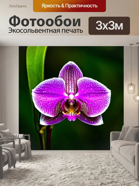 Фотообои орхидея, с роса, сверкающая на лепестках при утреннем свете