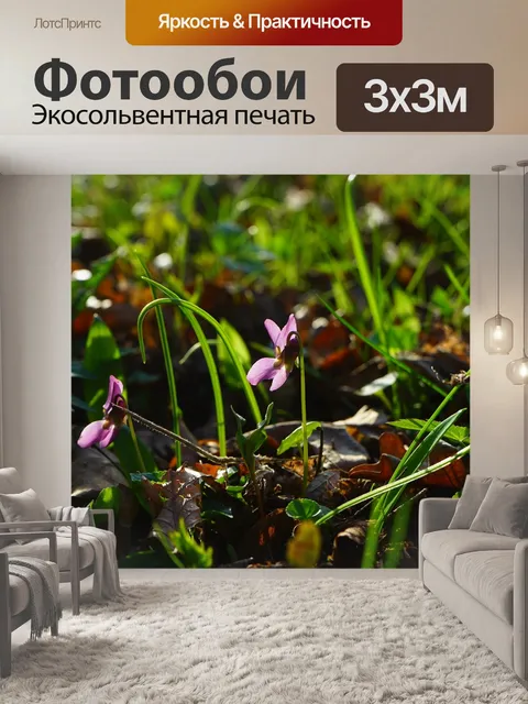 Фотообои Лесные фиалки