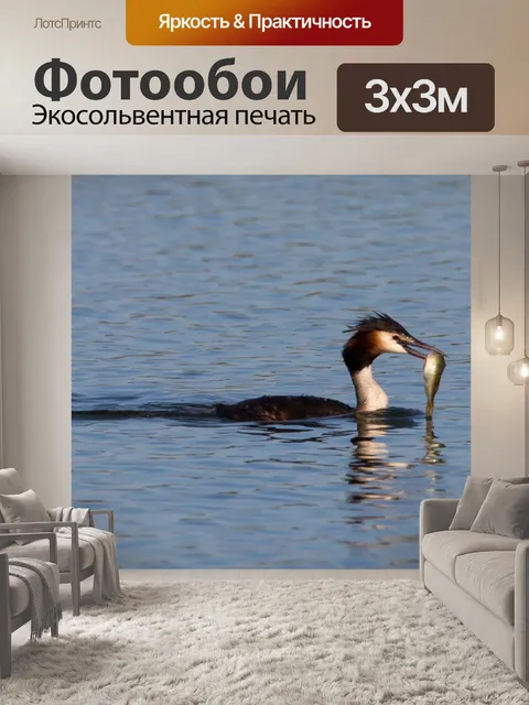 Фотообои Поганка с рыбой