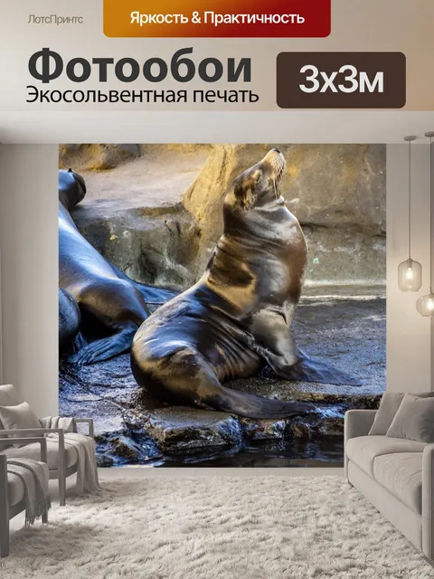 Фотообои тюлень, морской лев