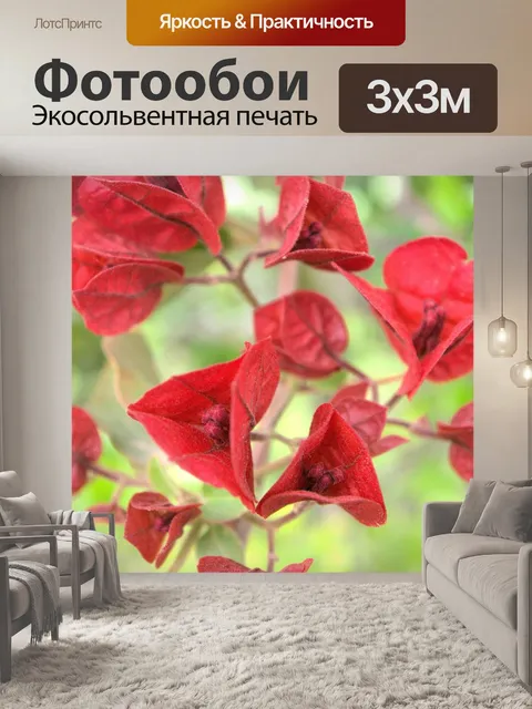Фотообои Красный Бугенвиль