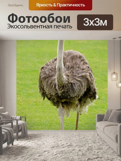 Фотообои Эму
