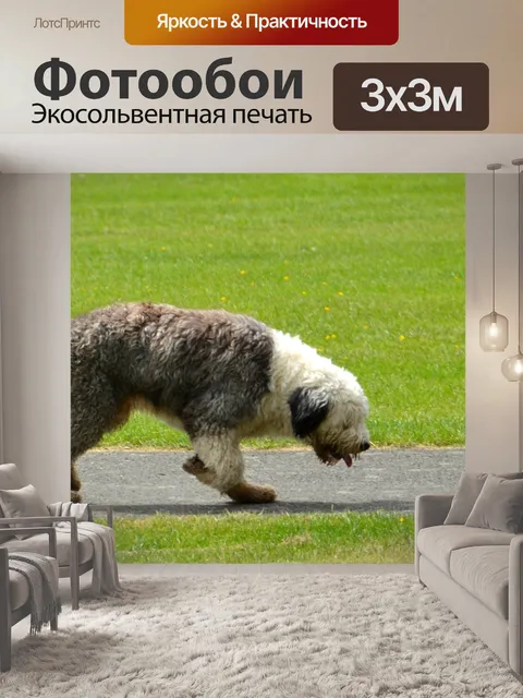 Фотообои Бобтейл