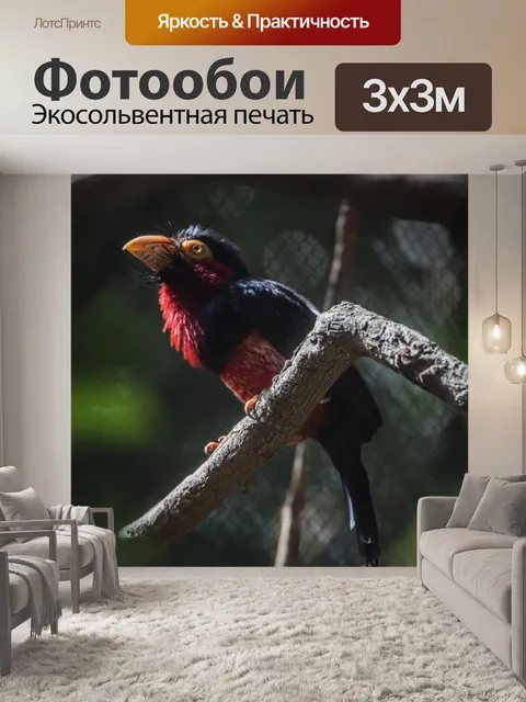Фотообои Тропическая птица с красной грудью