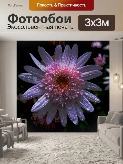 Фотообои Розовая маргаритка с каплями дождя