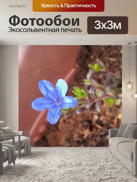Фотообои Синий цветок