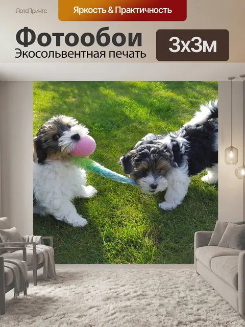 Фотообои Йоркширский терьер