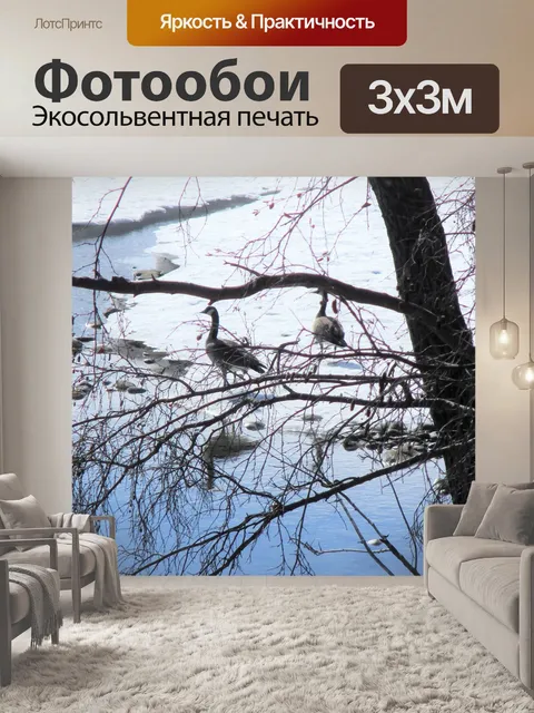Фотообои Канадские гуси