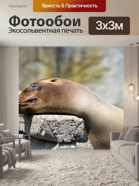 Фотообои Морские Львы 08 (серия 22)