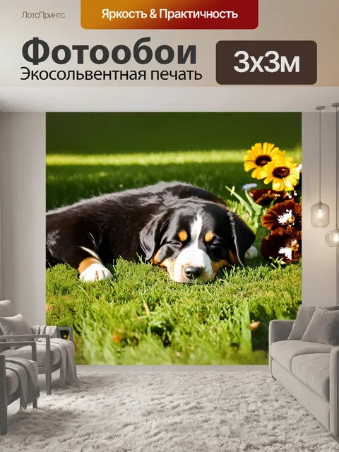 Фотообои щенок бернского зенненхунда мирно спит на зелёной траве, его густая шерсть сверкает под солнечными лучами