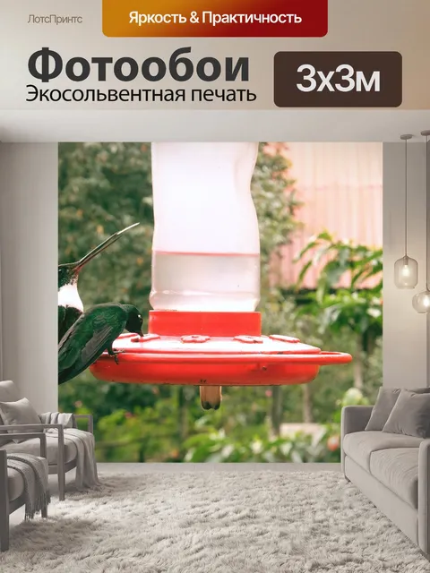 Фотообои Колибри