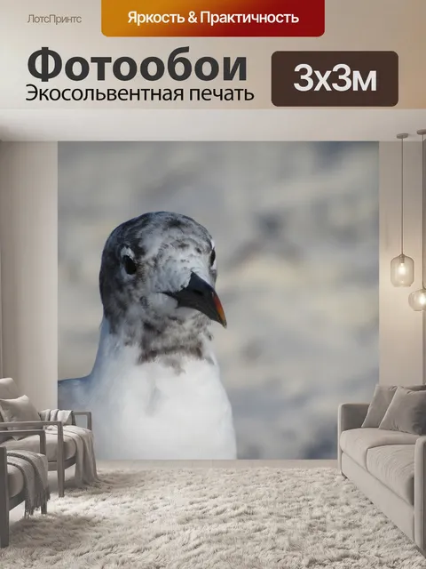 Фотообои Чайка