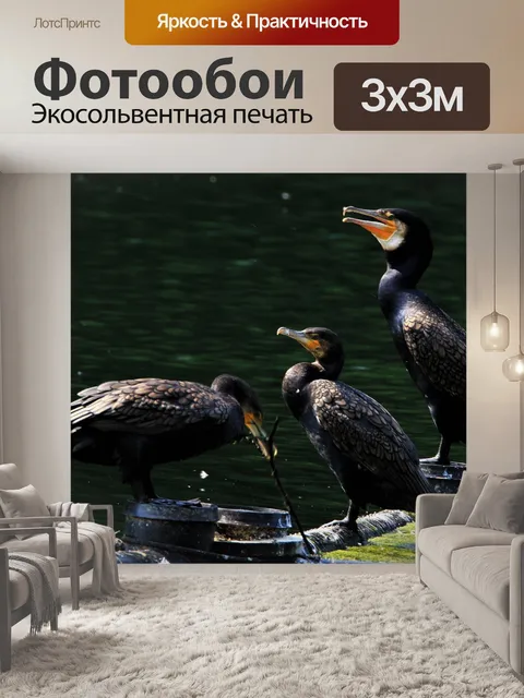 Фотообои Баклан