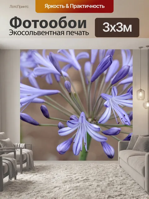 Фотообои Крупный цветок Агапантуса