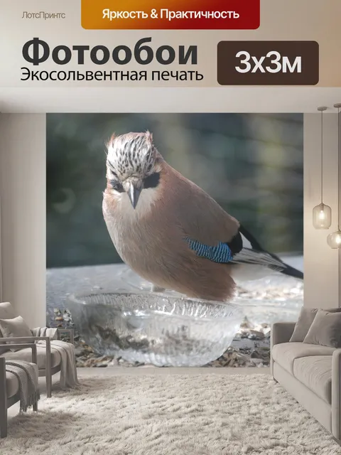 Фотообои Джей