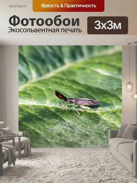 Фотообои Heterotoma
