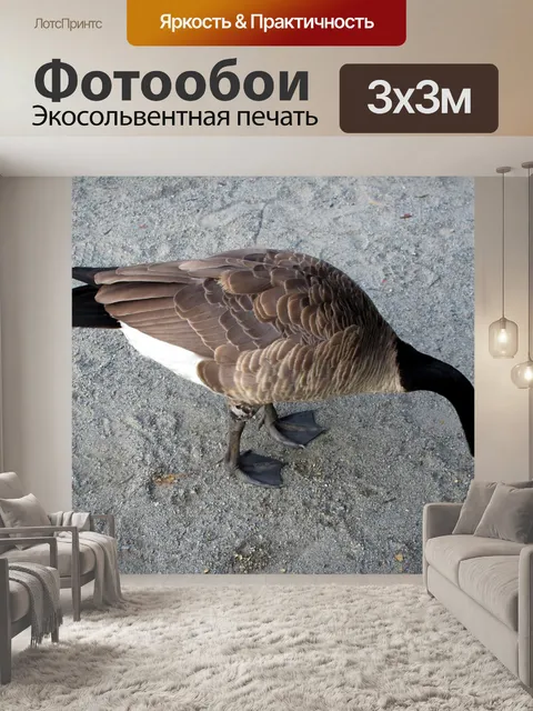 Фотообои канадского гуся
